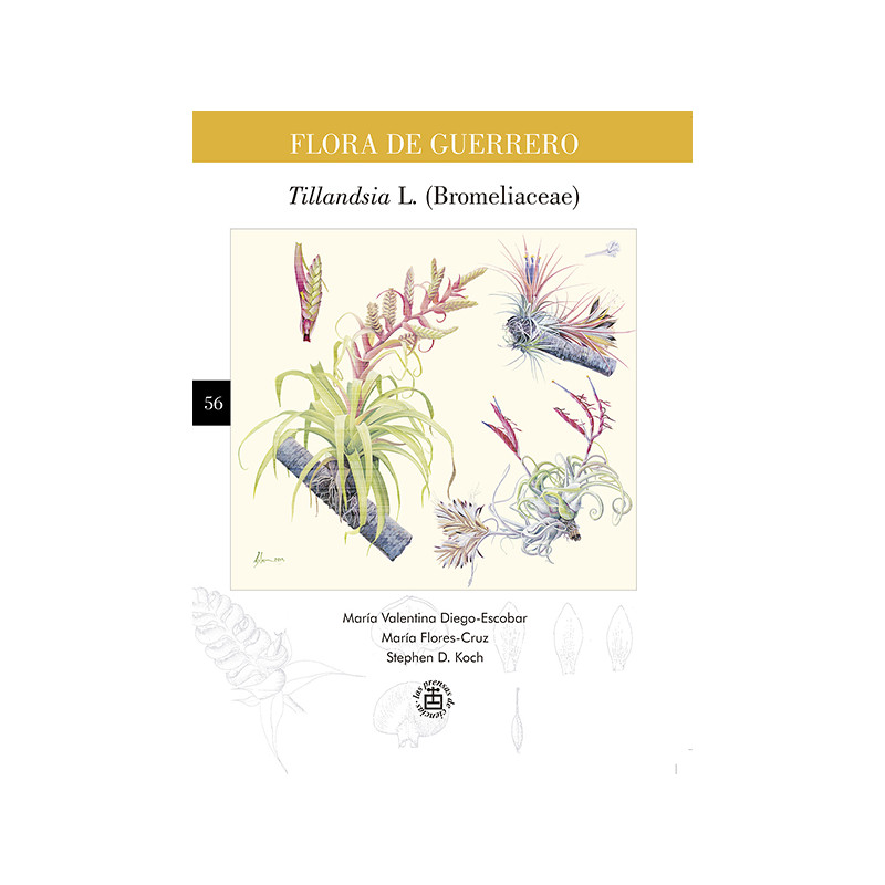 No. 56. Tillandsia (Bromeliaceae)