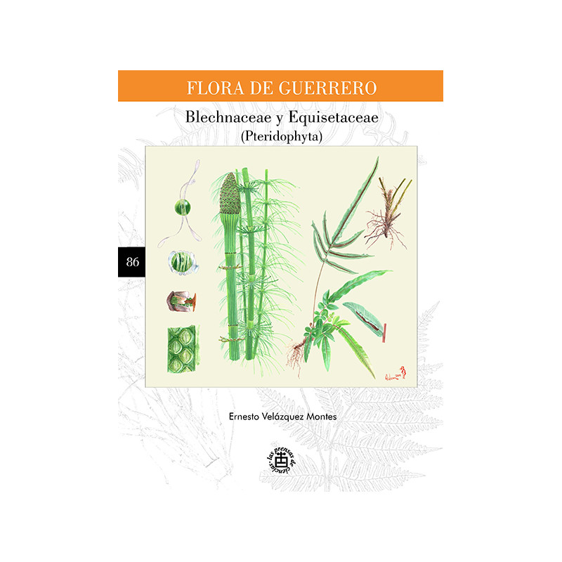 N° 86. Blechnaceae y Equisetaceae (Pteridophyta)