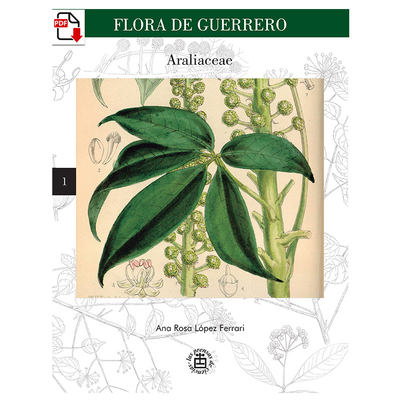 Flora de Guerrero N° 1. Araliaceae