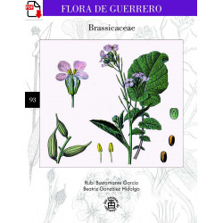 Flora de Guerrero 93. Brassicaceae (versión PDF)