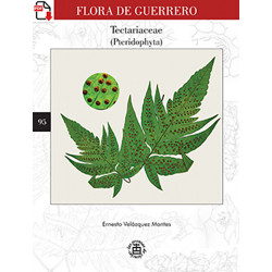 Flora de Guerrero 95.  Tectariaceae (Pteridophyta) (PDF)